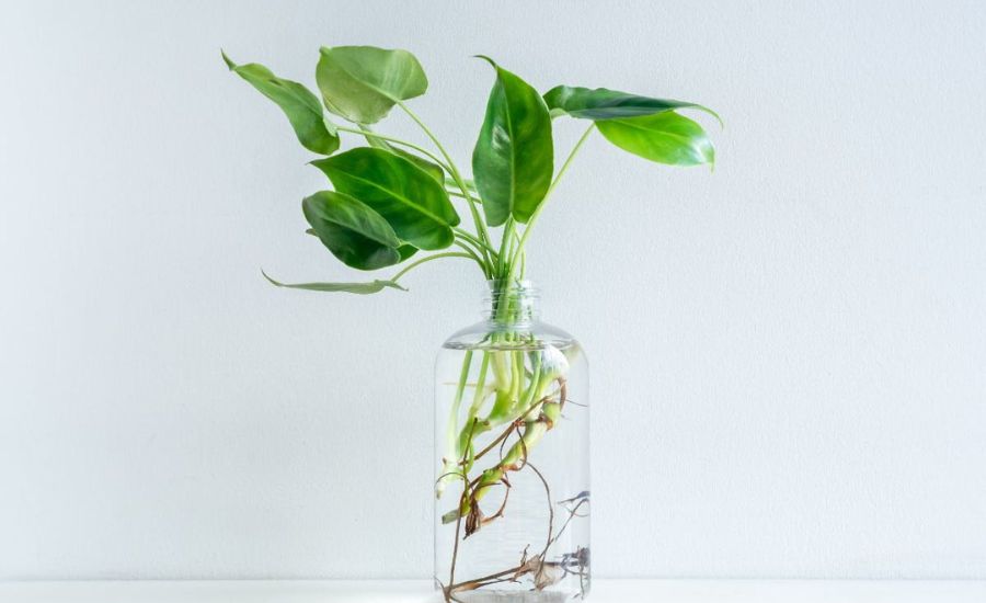 What is Pothos and Why Grow It?